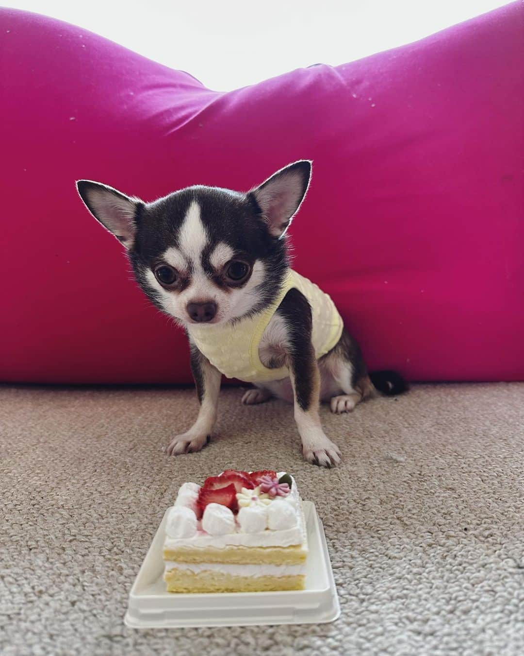 ユージのインスタグラム：「マーリーが5歳になりました🎂犬用のケーキを目の前に僕を睨み倒してますが、🤣ヨシ✨の声と共にご機嫌ドッグに🤣🎂マーリーお誕生日おめでとう🎁」