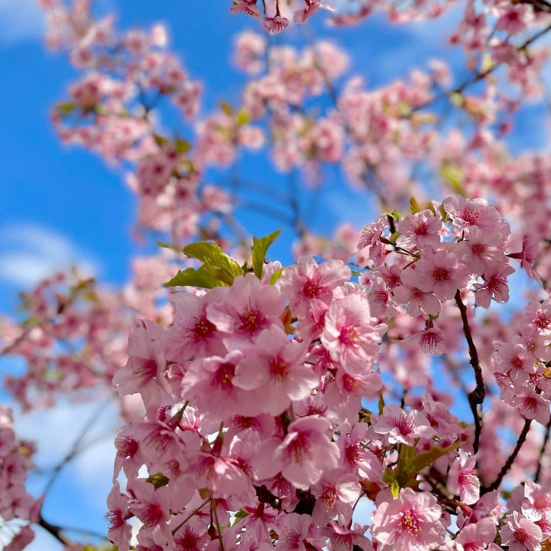 吉井明子さんのインスタグラム写真 - (吉井明子Instagram)「🌸🌸🌸  満開の河津桜と青空@都内  #3月6日 #tokyo #河津桜 #青空」3月6日 16時43分 - akiko_yoshii_sunny_rain