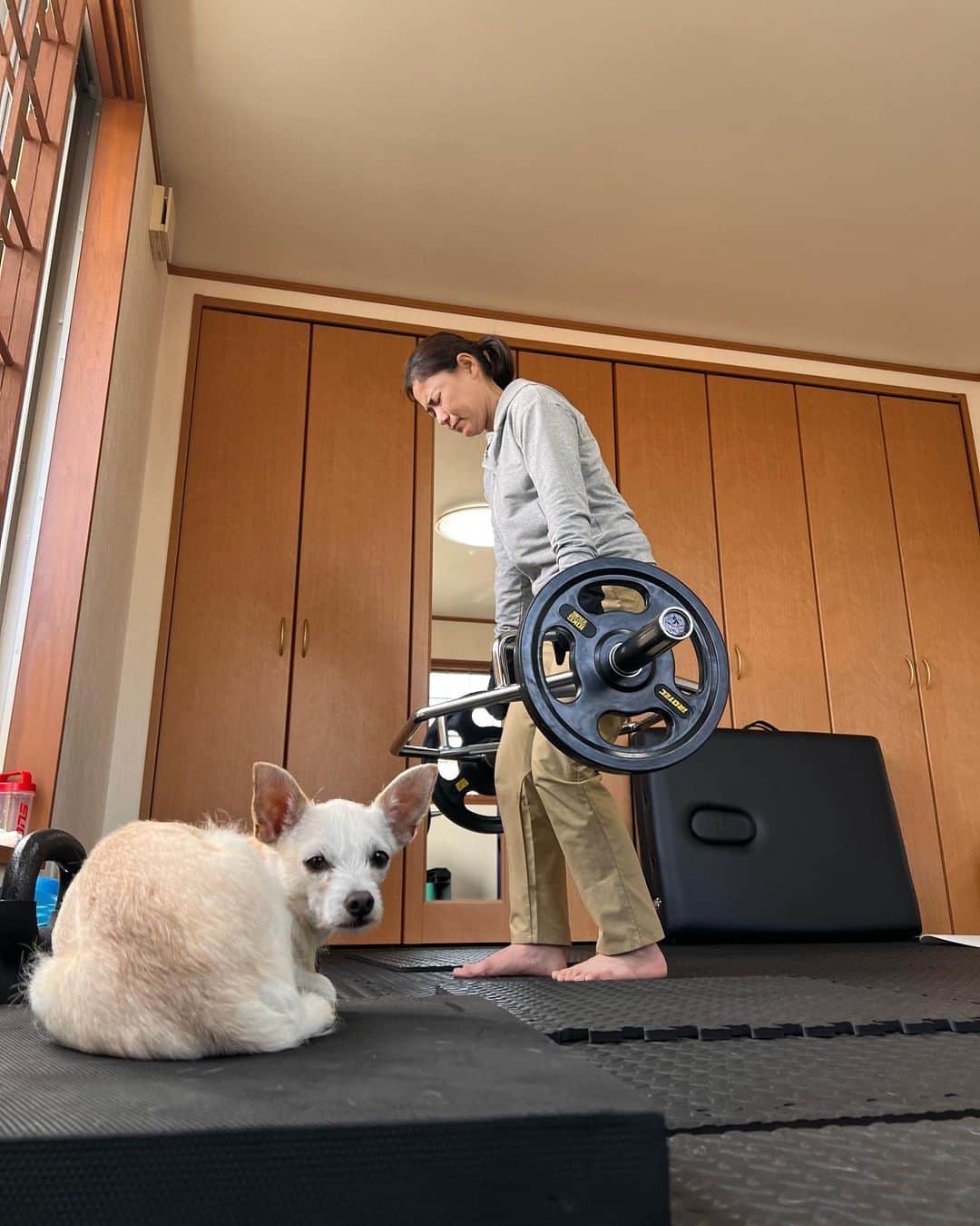 横峯さくらのインスタグラム：「私の開幕戦はまだ少し先ですが、準備は着々と進んでいます😊今回のオフはトレーニングを中心にしたメニューです‼️去年とは違うプレーを見てもらえるように、もっともっと追い込んでいきます💪 トロはいつも私を見張っています🐶  #トレーニング #犬 #ジャックラッセルテリア #チワワ #保護犬 #女子ゴルフ #女子ゴルファー #ママゴルファー #プロゴルファー #lpga #lpgatour」
