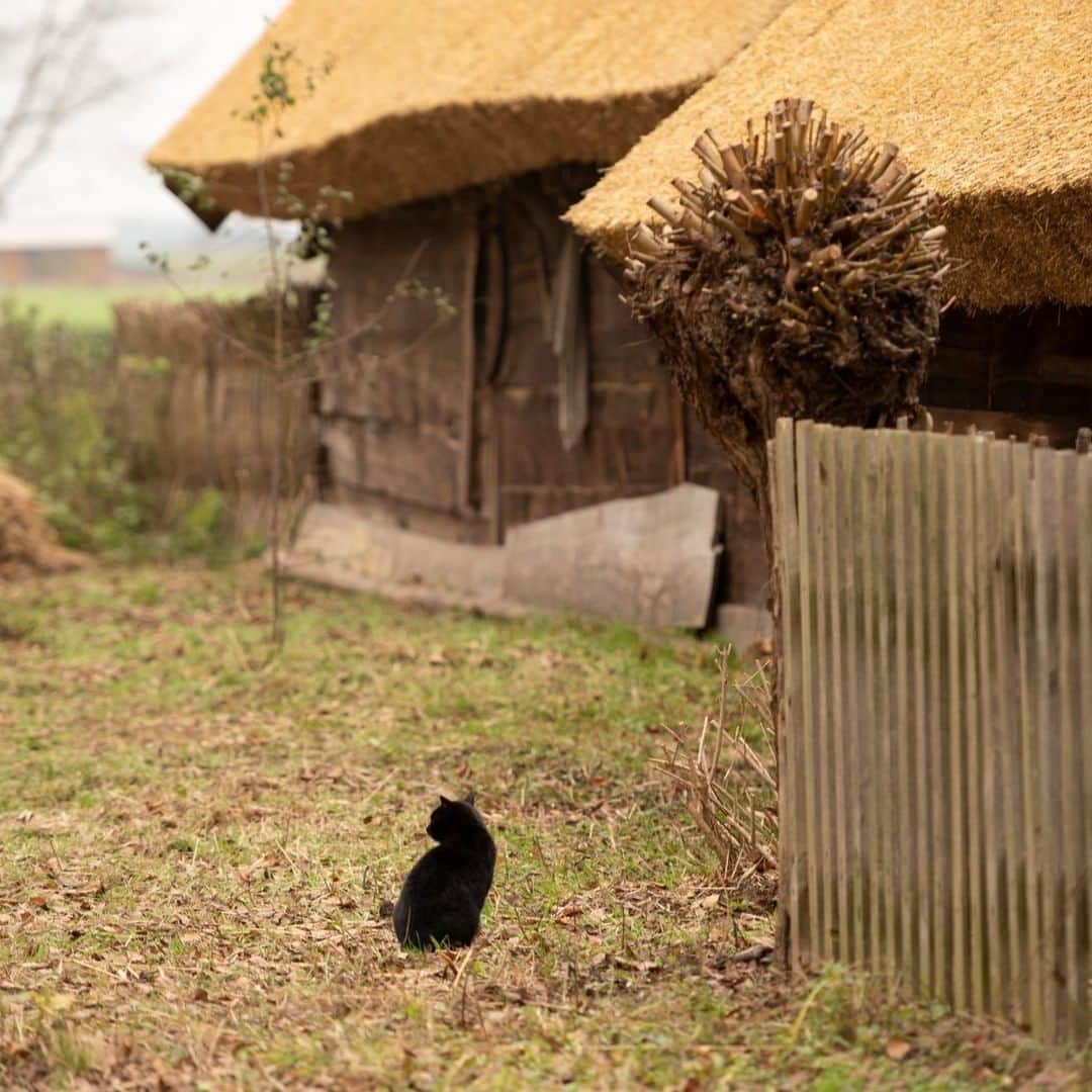 ポーランド政府観光局 ZOPOT w Tokioのインスタグラム：「素朴な田園風景に同化した一匹の猫。 西ポーランド・ヴォルシュティンで。 日本のかやぶき屋根に通ずるものがあります。  photography @reikomasutani   #wolsztyn  #もっとポーランド #猫のいる暮らし  #黒猫  #いなか  #ポーランド旅行  #海外旅行  #旅行好きな人と繋がりたい  #茅葺き屋根 #blackcat #catlover」