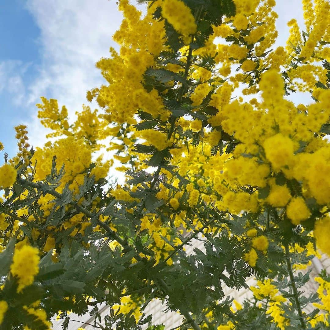 sarimaru(国木田さりまる)のインスタグラム：「mimosa🌼」