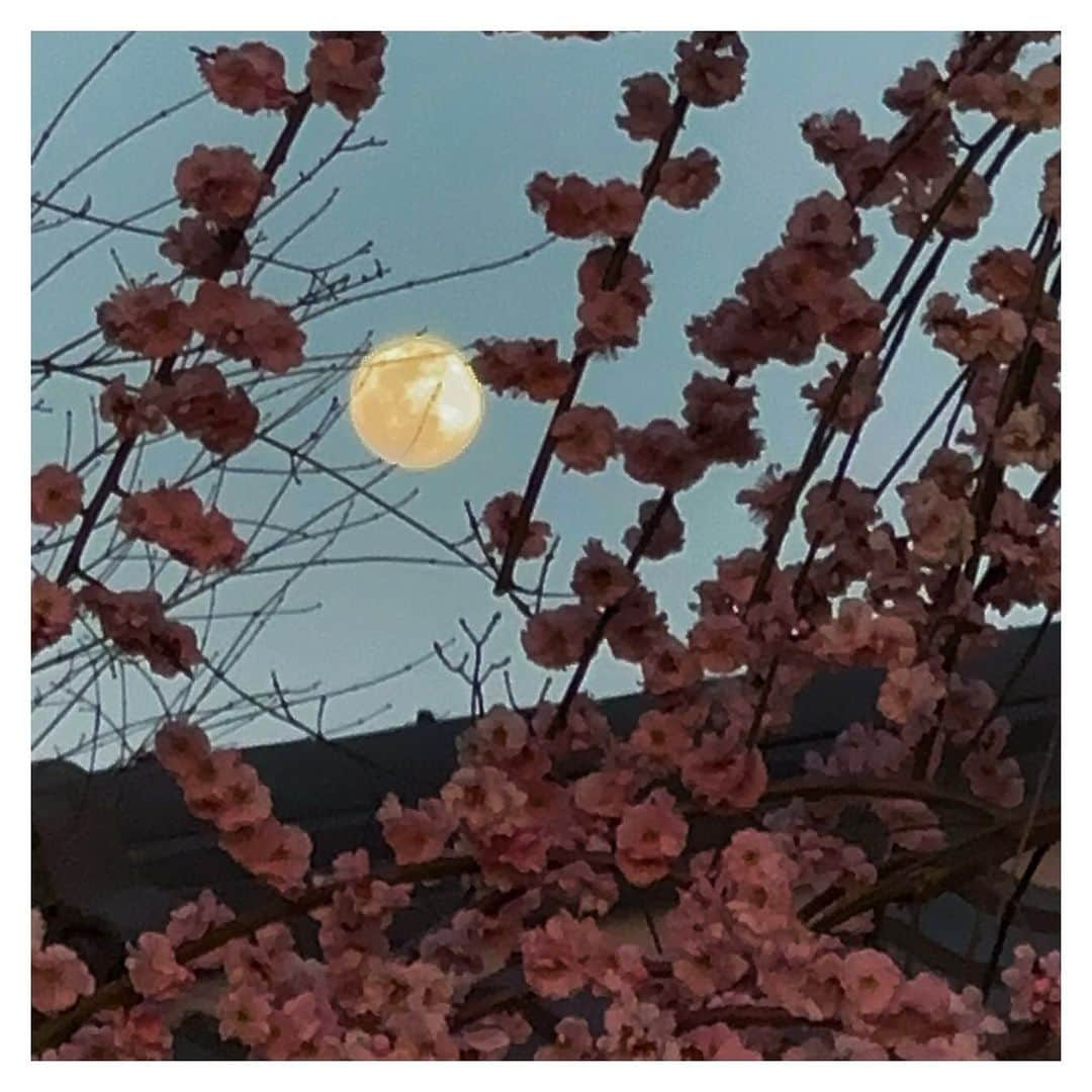 さだまさしさんのインスタグラム写真 - (さだまさしInstagram)「明日満月🌕 御笠の山に出し月かも ならどっとＦＭ 「岡本彰夫の奈良、奥の奥」収録して来ました📻 . #ならどっとfm  #岡本彰夫の奈良奥の奥  #岡本彰夫 #保山耕一  #翠門亭 #さだまさし #sadamasashi #大垣知哉 #株式会社淺沼組」3月6日 20時08分 - sada_masashi