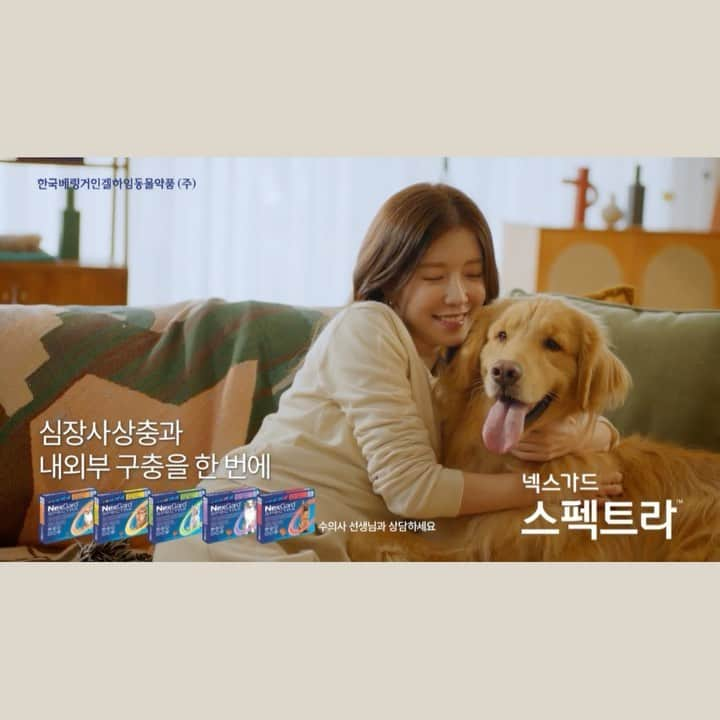 チョン・インソンのインスタグラム：「넥스가드 스펙트라 (feat.케빈)  케빈이는 왕크고 왕귀엽고.. 많이 빠르다🥹  우리 보리도 매월 20일 넥스가드 해요🙋🏻‍♀️」