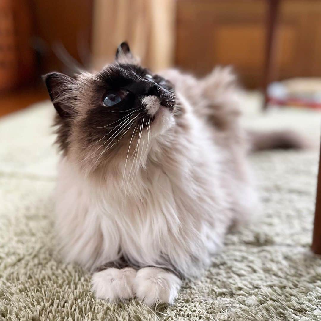 takegaeruのインスタグラム：「おててがかわいいモフモフちゃん  #cat #猫 #ragdoll #ラグドール #ホワイトポッチーズ」