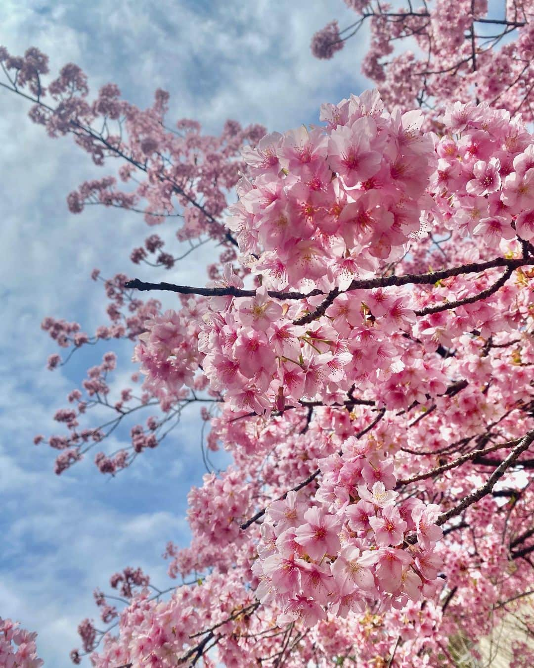 海隼人（有馬佐織）のインスタグラム：「河津桜🌸😆🌸 綺麗に撮れたので、お裾分け👐✨  梅、桜と順序よく咲いていく姿は、毎年の楽しみ❣️  そして、ソメイヨシノが満開になる景色を見るのが、待ち遠し〜😚🌸🌸🌸  今年は、少しでも長く楽しめたらいいなぁ☺️  #河津桜 #桜大好き #桜#cherryblossom #spring#🌸 #お散歩#日常 #mahalo#マハロ #memories  #景色のお裾分け  #2023#japan #10歳#march  #photography  #愛犬#親バカ部 #ロングコートチワワ #ブラックタンアンドホワイト #犬のいる暮らし #mylittleangel  #smile#happy #😆#❤️ #元宝塚#宝塚og #海隼人」