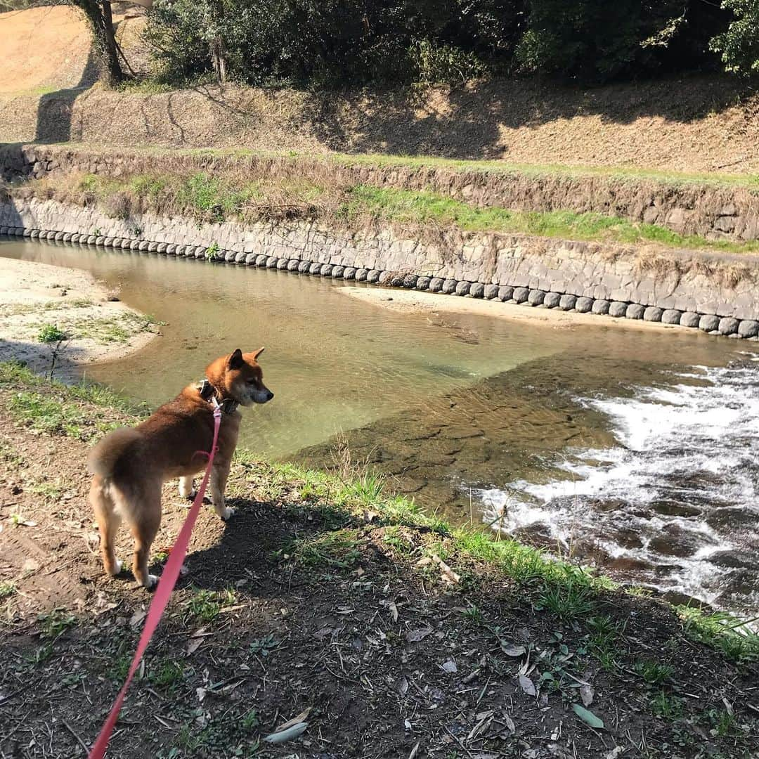 柴犬はなこ Shibainu Hanakoさんのインスタグラム写真 - (柴犬はなこ Shibainu HanakoInstagram)「春めいてきましたね🌷 相変わらずはなっぺと2人散歩。初めはいつも2人だったはずなのに、いつの間にか3人散歩になって。 元通りなはずなのにちょっと寂しくなるのは不思議だねぇ🚶‍♀️🐕 #shiba #dog #shibainu #犬 #柴犬」3月6日 21時51分 - kiki_beee