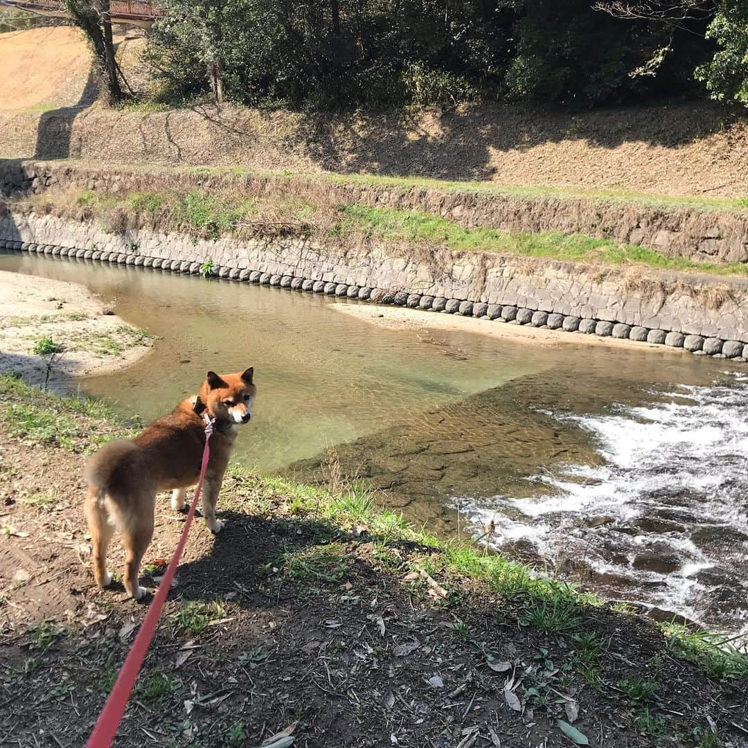 柴犬はなこ Shibainu Hanakoさんのインスタグラム写真 - (柴犬はなこ Shibainu HanakoInstagram)「春めいてきましたね🌷 相変わらずはなっぺと2人散歩。初めはいつも2人だったはずなのに、いつの間にか3人散歩になって。 元通りなはずなのにちょっと寂しくなるのは不思議だねぇ🚶‍♀️🐕 #shiba #dog #shibainu #犬 #柴犬」3月6日 21時51分 - kiki_beee