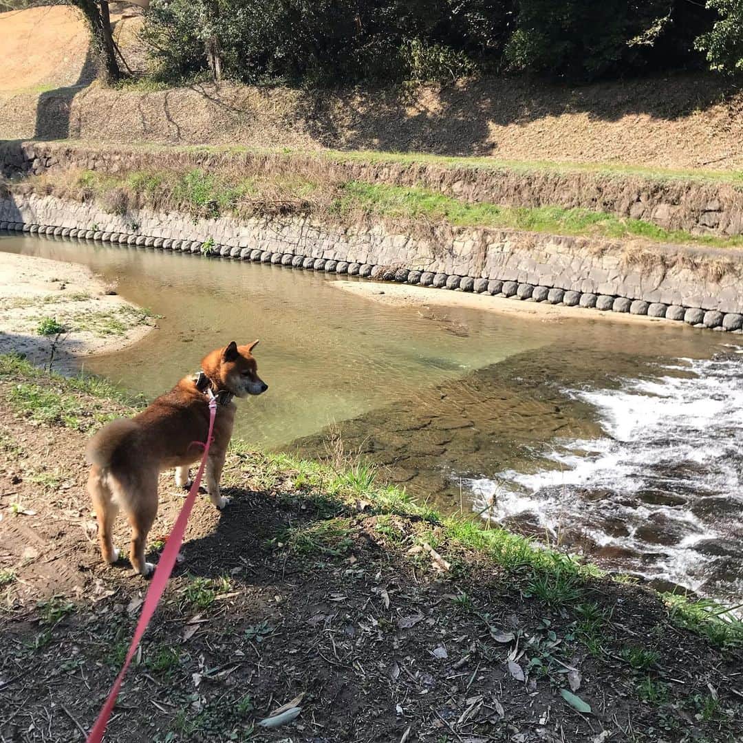 柴犬はなこ Shibainu Hanakoのインスタグラム：「春めいてきましたね🌷 相変わらずはなっぺと2人散歩。初めはいつも2人だったはずなのに、いつの間にか3人散歩になって。 元通りなはずなのにちょっと寂しくなるのは不思議だねぇ🚶‍♀️🐕 #shiba #dog #shibainu #犬 #柴犬」