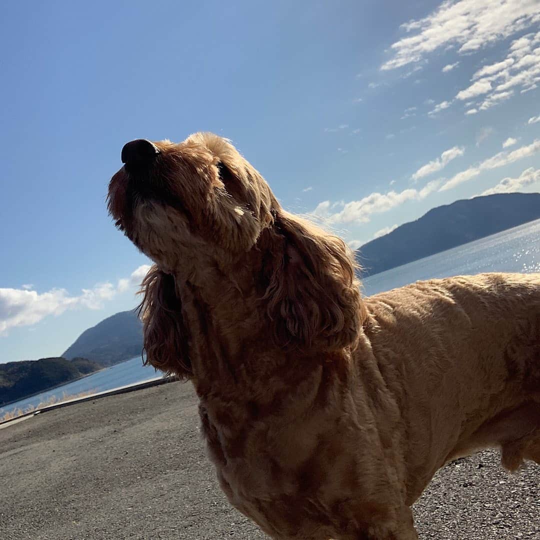のインスタグラム：「Happy birthday LANI🥰  谷口家で1番頼りになるお兄ちゃんでもありつつ、1番甘えたでもある🐶  SKYと仲良し兄弟で、これからもずっと長生きしてね😌  #dtのオフ」