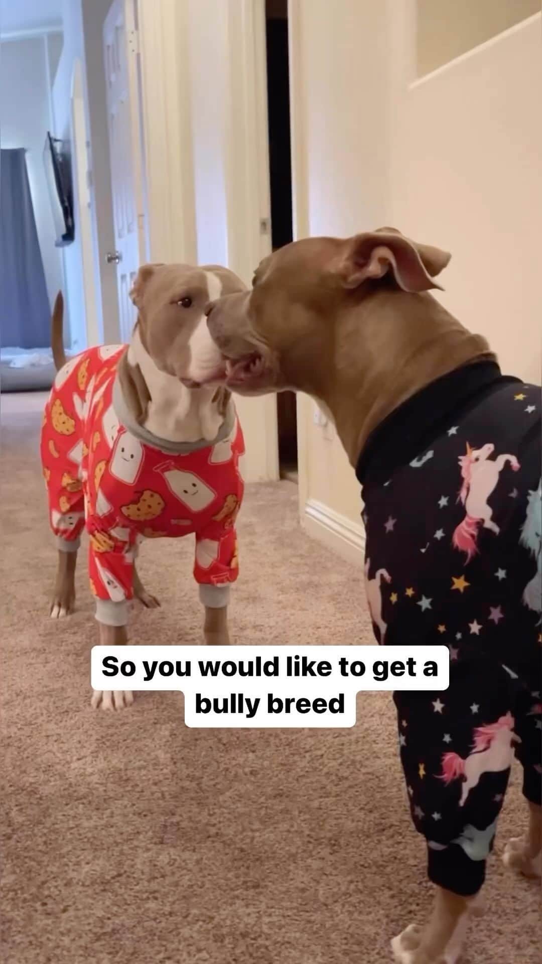 Pit Bull - Fansのインスタグラム：「Nothing better 😍.. - @knight_thepit」