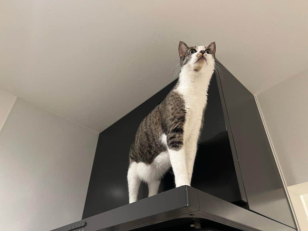 桜咲千依のインスタグラム：「子猫の時とやってること一緒なんだよな😊♥️♥️♥️  換気扇の上でくつろいでました🐈   #猫  #あさり  #サバ白」