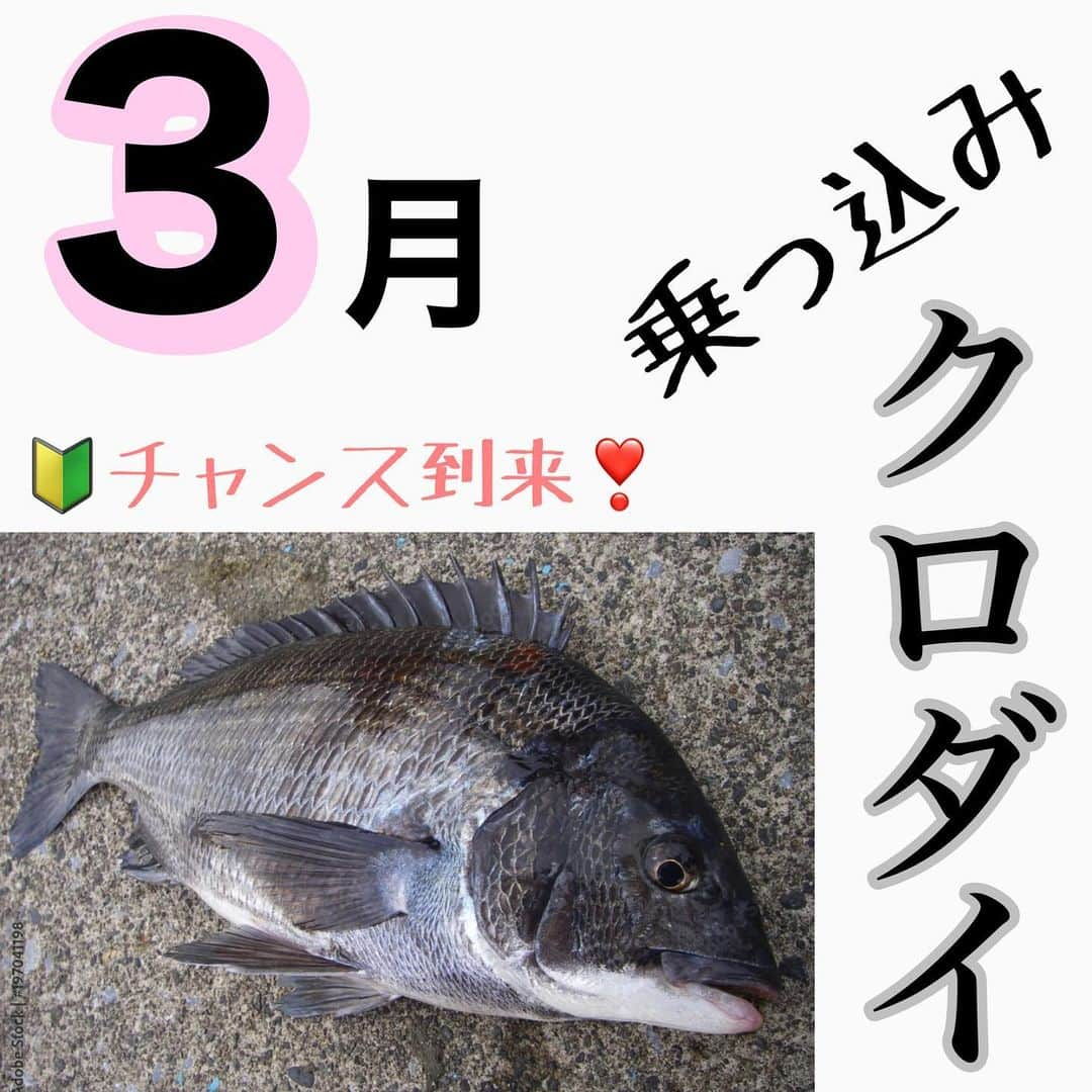 ペルビー貴子のインスタグラム：「@fishing__info  他の釣り情報もチェック👆  いぶし銀✨クロダイ🐟 みなさんは釣ったことありますか？ 雑食で年中どこにでもいる魚ですが、釣るのは結構難しい！ 釣り方やエサを季節によって変えてみると釣りのバリエーションも増えて👍ですよ💡  釣り物が少ないと言われる3月ですが、一発大型狙ってみよー❣️😍  ---------------------------------------- 釣り情報配信　@fishing__info  釣り、アウトドア、魚料理に関する豆知識、お得情報、便利な釣具を中心に投稿しています🎣 ----------------------------------------  #釣り #フィッシング　#fishing　#釣り好きな人と繋がりたい  #釣り好き　#釣り人 #アングラー #魚釣り　#豆知識　#クロダイ#黒鯛　#チヌ　#釣り初心者 #乗っ込み　#釣り方 #ペルビー釣り情報配信 #ペルビー」