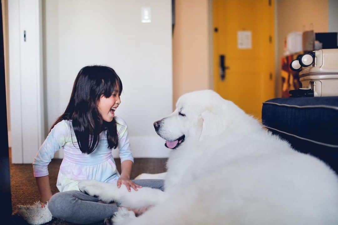 Buddy Boo Blueさんのインスタグラム写真 - (Buddy Boo BlueInstagram)「Meet Sunny! He is the newest addition to our pack. He came from Korea, and we have been trying to get him to us since July. We finally got word that he’d be flown into LAX, and we packed up our car and took a little road trip to bring him home. I met @domosfriends and @gonziam0712 through @bunnysbuddies (who brought Bean to us!), and they have been working tirelessly over the past several months to get him home to us and giving him endless love throughout the process. Also a big thank you to @golden_duo_mango_tots for helping to pick him up at the airport. We are so grateful for all the helpers. Sunny’s beginnings are a bit of a mystery, but we’re happy to say his story will continue with us! ❤️」3月7日 7時39分 - buddyboowaggytails