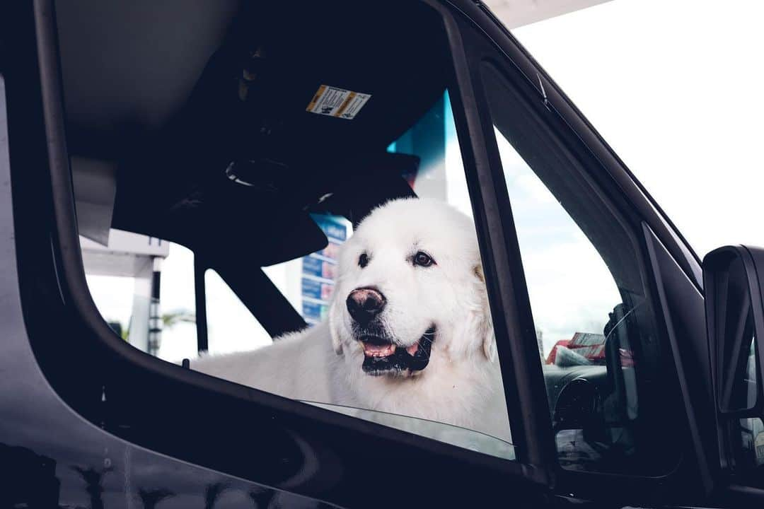 Buddy Boo Blueさんのインスタグラム写真 - (Buddy Boo BlueInstagram)「Meet Sunny! He is the newest addition to our pack. He came from Korea, and we have been trying to get him to us since July. We finally got word that he’d be flown into LAX, and we packed up our car and took a little road trip to bring him home. I met @domosfriends and @gonziam0712 through @bunnysbuddies (who brought Bean to us!), and they have been working tirelessly over the past several months to get him home to us and giving him endless love throughout the process. Also a big thank you to @golden_duo_mango_tots for helping to pick him up at the airport. We are so grateful for all the helpers. Sunny’s beginnings are a bit of a mystery, but we’re happy to say his story will continue with us! ❤️」3月7日 7時39分 - buddyboowaggytails