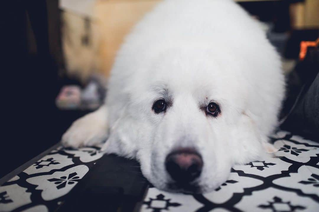 Buddy Boo Blueさんのインスタグラム写真 - (Buddy Boo BlueInstagram)「Meet Sunny! He is the newest addition to our pack. He came from Korea, and we have been trying to get him to us since July. We finally got word that he’d be flown into LAX, and we packed up our car and took a little road trip to bring him home. I met @domosfriends and @gonziam0712 through @bunnysbuddies (who brought Bean to us!), and they have been working tirelessly over the past several months to get him home to us and giving him endless love throughout the process. Also a big thank you to @golden_duo_mango_tots for helping to pick him up at the airport. We are so grateful for all the helpers. Sunny’s beginnings are a bit of a mystery, but we’re happy to say his story will continue with us! ❤️」3月7日 7時39分 - buddyboowaggytails