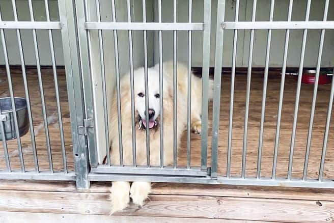 Buddy Boo Blueさんのインスタグラム写真 - (Buddy Boo BlueInstagram)「Meet Sunny! He is the newest addition to our pack. He came from Korea, and we have been trying to get him to us since July. We finally got word that he’d be flown into LAX, and we packed up our car and took a little road trip to bring him home. I met @domosfriends and @gonziam0712 through @bunnysbuddies (who brought Bean to us!), and they have been working tirelessly over the past several months to get him home to us and giving him endless love throughout the process. Also a big thank you to @golden_duo_mango_tots for helping to pick him up at the airport. We are so grateful for all the helpers. Sunny’s beginnings are a bit of a mystery, but we’re happy to say his story will continue with us! ❤️」3月7日 7時39分 - buddyboowaggytails