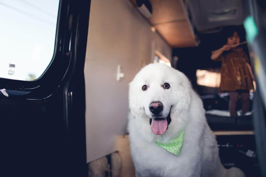 Buddy Boo Blueさんのインスタグラム写真 - (Buddy Boo BlueInstagram)「Meet Sunny! He is the newest addition to our pack. He came from Korea, and we have been trying to get him to us since July. We finally got word that he’d be flown into LAX, and we packed up our car and took a little road trip to bring him home. I met @domosfriends and @gonziam0712 through @bunnysbuddies (who brought Bean to us!), and they have been working tirelessly over the past several months to get him home to us and giving him endless love throughout the process. Also a big thank you to @golden_duo_mango_tots for helping to pick him up at the airport. We are so grateful for all the helpers. Sunny’s beginnings are a bit of a mystery, but we’re happy to say his story will continue with us! ❤️」3月7日 7時39分 - buddyboowaggytails