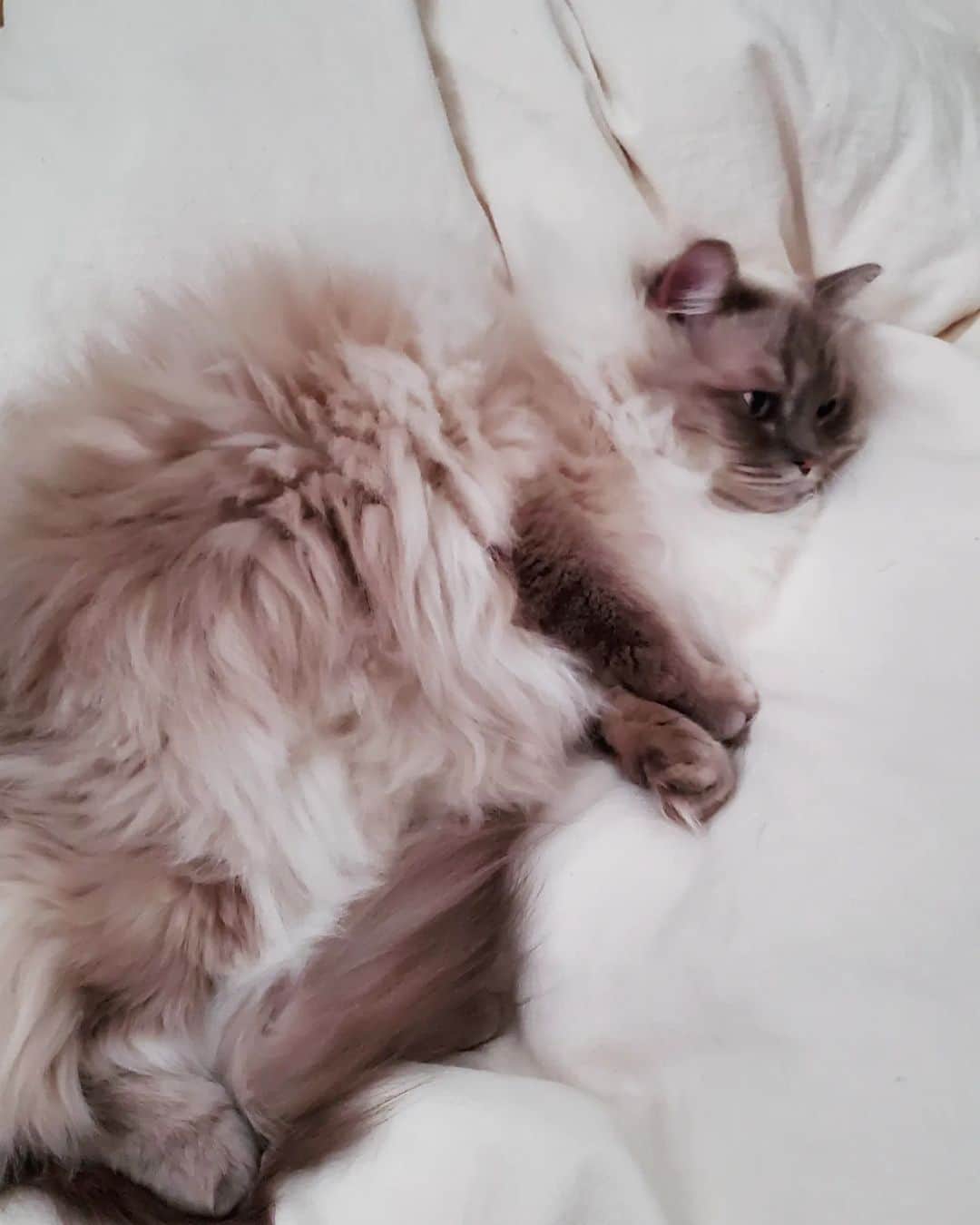 加藤康貴さんのインスタグラム写真 - (加藤康貴Instagram)「すやすやらんまる。  我が家のボス猫 らんまる。 でかいタヌキみたいな猫ですが 人懐っこくてかわいいのよ。  #ラグドール #ラグドール部  #ラグドール男の子 #うちの猫が一番可愛い」3月7日 19時00分 - koki_kato