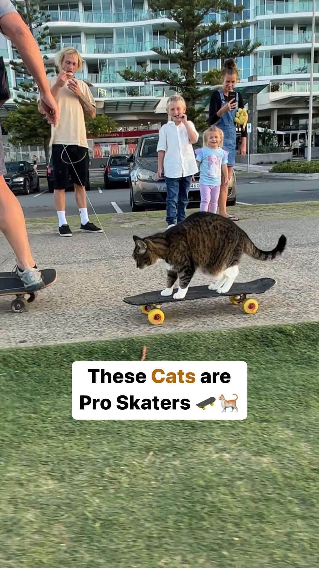 アラン・ディクソンのインスタグラム：「Can your cat do this? @catmantoo showing off some jaw dropping tricks here, with a quick lesson on how to teach your cat tricks. #catsofinstagram #cats #skateboardingcats #skateboard #queensland #australia #funnyvideos  #skateboarding」