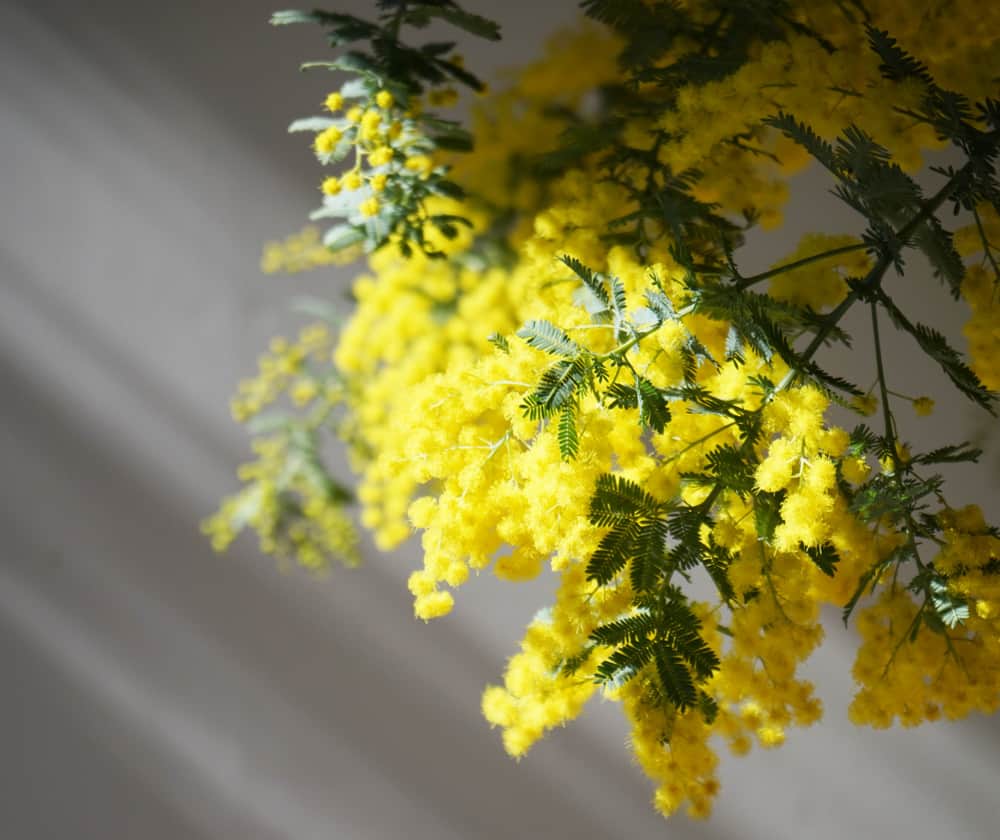 生活の木 Tree of life 【公式Instagram】さんのインスタグラム写真 - (生活の木 Tree of life 【公式Instagram】Instagram)「【今日は満月🌕×国際女性デーに寄せて】 ㅤㅤㅤㅤㅤㅤㅤㅤㅤㅤㅤ 私らしく。心にも花を。  ㅤㅤㅤㅤㅤㅤㅤㅤㅤㅤㅤ 日毎に春めいてゆく陽気に、 ワクワクしている方も多いはず。 愛らしいミモザの花は、観るだけで 心にパッとハッピーが灯るよう。  ㅤㅤㅤㅤㅤㅤㅤㅤㅤㅤㅤ 満月の今日、シンプルに春を喜ぶフィーリングに 満たされるのもよいですし、 明日の国際女性デーを前に、 女性の生き方について改めて考えてみるのも。  ㅤㅤㅤㅤㅤㅤㅤㅤㅤㅤㅤ --------------------------------------------  生活の木　原宿表参道店のウィンドウには、人気の絵描き・Lee Izumidaさんによるミモザが咲いています。期間限定ですので、お近くにお越しの際はぜひお立ち寄りください。 @izumidalee   --------------------------------------------  ㅤㅤㅤㅤㅤㅤㅤㅤㅤㅤㅤ 生活の木は、HAPPY WOMAN®️の活動に賛同しています。   #ミモザ #mimosa #満月🌕 #国際女性デー #happywoman」3月7日 19時00分 - treeoflife_official
