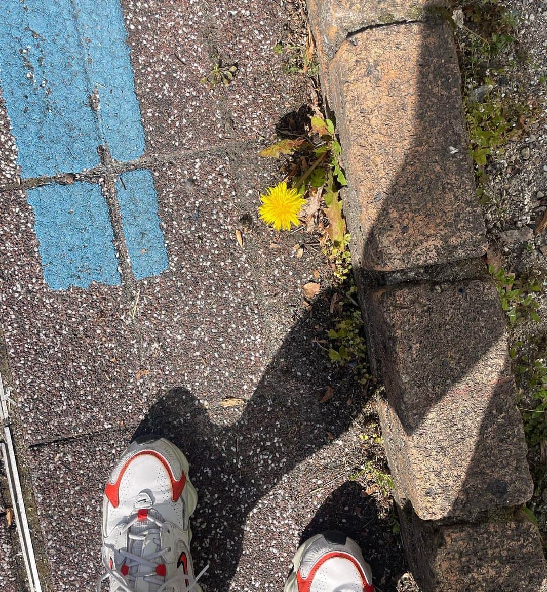 のインスタグラム：「・ 昨日まで咲いていなかった場所に花が咲き 木々が芽吹き、やわらかな新緑と春陽が待ちに待った春の訪れを告げる🌿  毎年花粉症で死んでる時期だけど 今年は花粉症の薬のおかげで春の恵みを存分に感じることができて薬様様って感動してる🥲  木の上にいるメジロを見つけたり 道端でつくしを見つけたり 小さな春を探すだけで心もウキウキする🌼  こういう時に幸せだなって心から思う。  #spring #春 #たんぽぽ #春が来た #春陽」