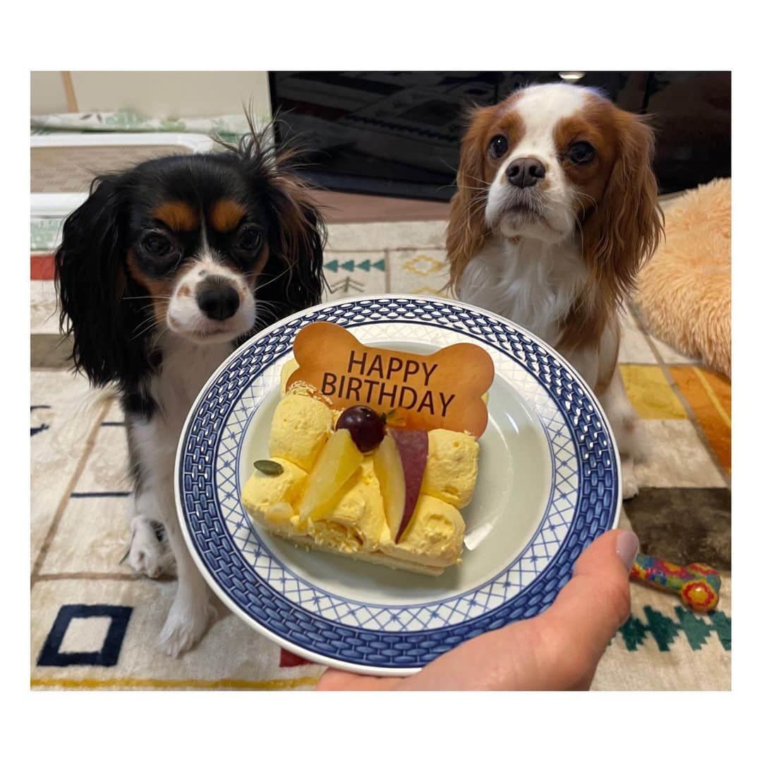 星奈津美さんのインスタグラム写真 - (星奈津美Instagram)「1月28日、ハル太3歳の誕生日🎉✨ という投稿をしようしようと思いながら 1ヶ月半ほどが経ってしまいました。。笑  今年も犬用のケーキを買って(作りはしない)お祝い🎂 後日、実家でもお祝いしてもらいました😌💛  毎日可愛くて我が家の癒し担当のハル太さん 犬生は長くはないから、もう3歳になっちゃったのか とお誕生日がすでにちょっと寂しかったりも…🥺🥺 でも、今年も元気に誕生日迎えられて良かった と感謝しなければいけないですね🙏🙏  生まれてきてくれて、我が家に来てくれてありがとう！ 一日でも長く一緒に、これからも元気に過ごせますように🌻  #キャバリア #キャバリアキングチャールズスパニエル #ブレンハイム男の子 #ハル太 #はるふゆ #誕生日」3月7日 10時16分 - ntm_hoshi