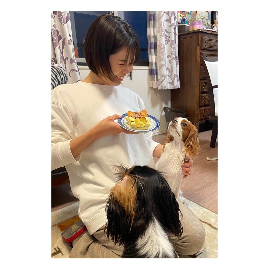 星奈津美さんのインスタグラム写真 - (星奈津美Instagram)「1月28日、ハル太3歳の誕生日🎉✨ という投稿をしようしようと思いながら 1ヶ月半ほどが経ってしまいました。。笑  今年も犬用のケーキを買って(作りはしない)お祝い🎂 後日、実家でもお祝いしてもらいました😌💛  毎日可愛くて我が家の癒し担当のハル太さん 犬生は長くはないから、もう3歳になっちゃったのか とお誕生日がすでにちょっと寂しかったりも…🥺🥺 でも、今年も元気に誕生日迎えられて良かった と感謝しなければいけないですね🙏🙏  生まれてきてくれて、我が家に来てくれてありがとう！ 一日でも長く一緒に、これからも元気に過ごせますように🌻  #キャバリア #キャバリアキングチャールズスパニエル #ブレンハイム男の子 #ハル太 #はるふゆ #誕生日」3月7日 10時16分 - ntm_hoshi