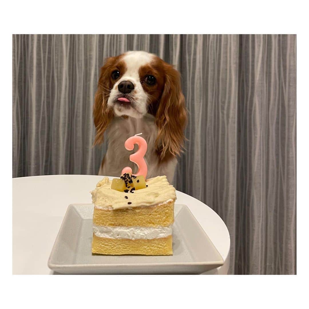 星奈津美のインスタグラム：「1月28日、ハル太3歳の誕生日🎉✨ という投稿をしようしようと思いながら 1ヶ月半ほどが経ってしまいました。。笑  今年も犬用のケーキを買って(作りはしない)お祝い🎂 後日、実家でもお祝いしてもらいました😌💛  毎日可愛くて我が家の癒し担当のハル太さん 犬生は長くはないから、もう3歳になっちゃったのか とお誕生日がすでにちょっと寂しかったりも…🥺🥺 でも、今年も元気に誕生日迎えられて良かった と感謝しなければいけないですね🙏🙏  生まれてきてくれて、我が家に来てくれてありがとう！ 一日でも長く一緒に、これからも元気に過ごせますように🌻  #キャバリア #キャバリアキングチャールズスパニエル #ブレンハイム男の子 #ハル太 #はるふゆ #誕生日」