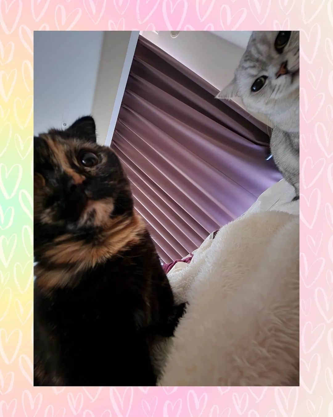 のインスタグラム：「朝の圧力  #猫のいる幸せ #猫のいる暮らし #猫のいる生活 #トティ様 #ラテ様 #ご飯 #可愛い圧力」