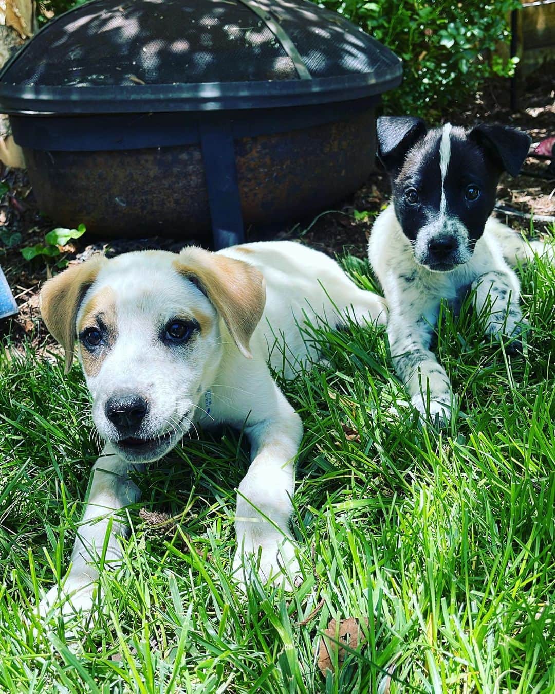 ドミニク・バーンズのインスタグラム：「Happy 1st Birthday to my lil angels! Where did the time go?! Dads love you!!!! #Rita #Jasper #Birthday #Dogs #Pups #Doggos #1stbirthday」