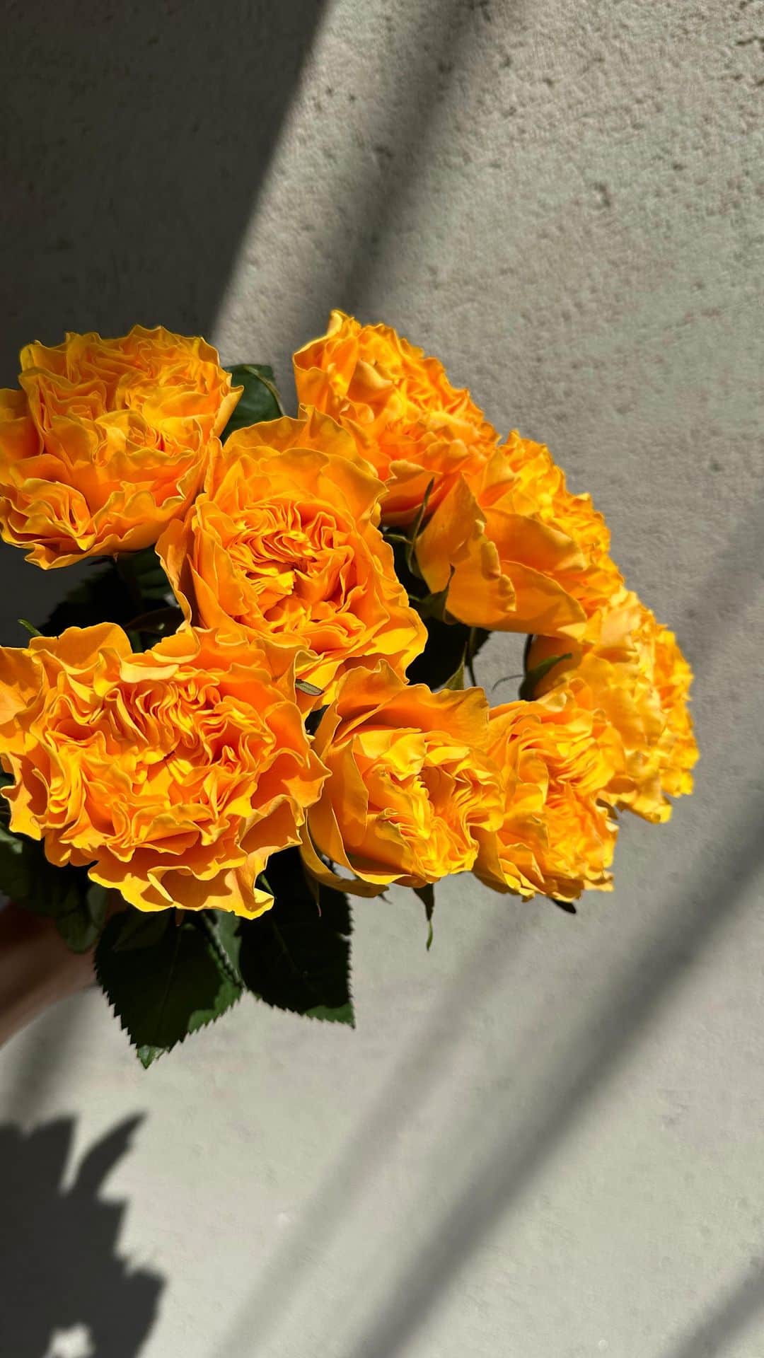 戸田さと美のインスタグラム：「LOVE ME LOVE ME と話しかけてくれた 珍しい黄色い薔薇のこの子チャン♡  最近、近所のお花屋さんに よく通ってる。 良くもつし、お花の豆知識を教えてくれる。  人との何気ない交流は心を豊かにしてくれますねぇ〜 珍しい黄色い薔薇のこの子チャン♡  今朝仕入れてきたばかりだというこのかわい子ちゃんは どんな表情を見せてくれるのかな？  #花のある暮らし  #flowers  #flower  #flowerstagram  #薔薇 #黄色い花」
