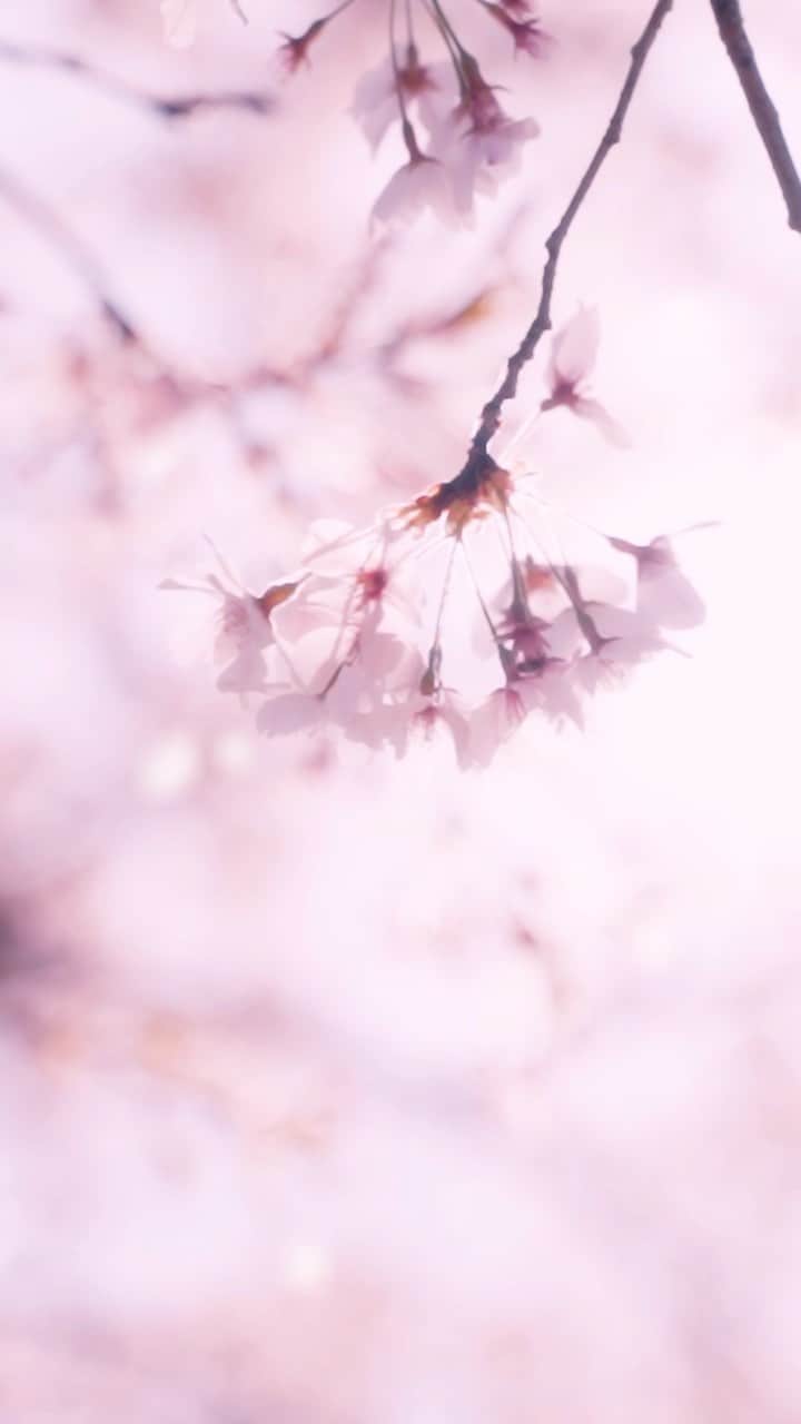 BOTANIST Chineseのインスタグラム：「【Bloom Your Memory🌸】 香氣與感情密切相連，​ 忽然間，帶來那一瞬間的懷念記憶​。 希望能夠度過一個​難忘美好的春天​。  被櫻花香氣圍繞，讓過去與現在的春天回憶連接起來。  #BOTANIST #botanicalbeauty」