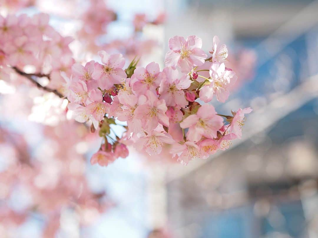 下村彩里さんのインスタグラム写真 - (下村彩里Instagram)「2日間　少し遅めの冬休みを頂いています。  カメラを持って色んな景色を撮りに出かけました こちらは#桜　を単焦点レンズで📷  また少しずつアップしていきますね☺️  #英気を養う #休日  #下村彩里」3月7日 14時30分 - sairi.shimomura_ex