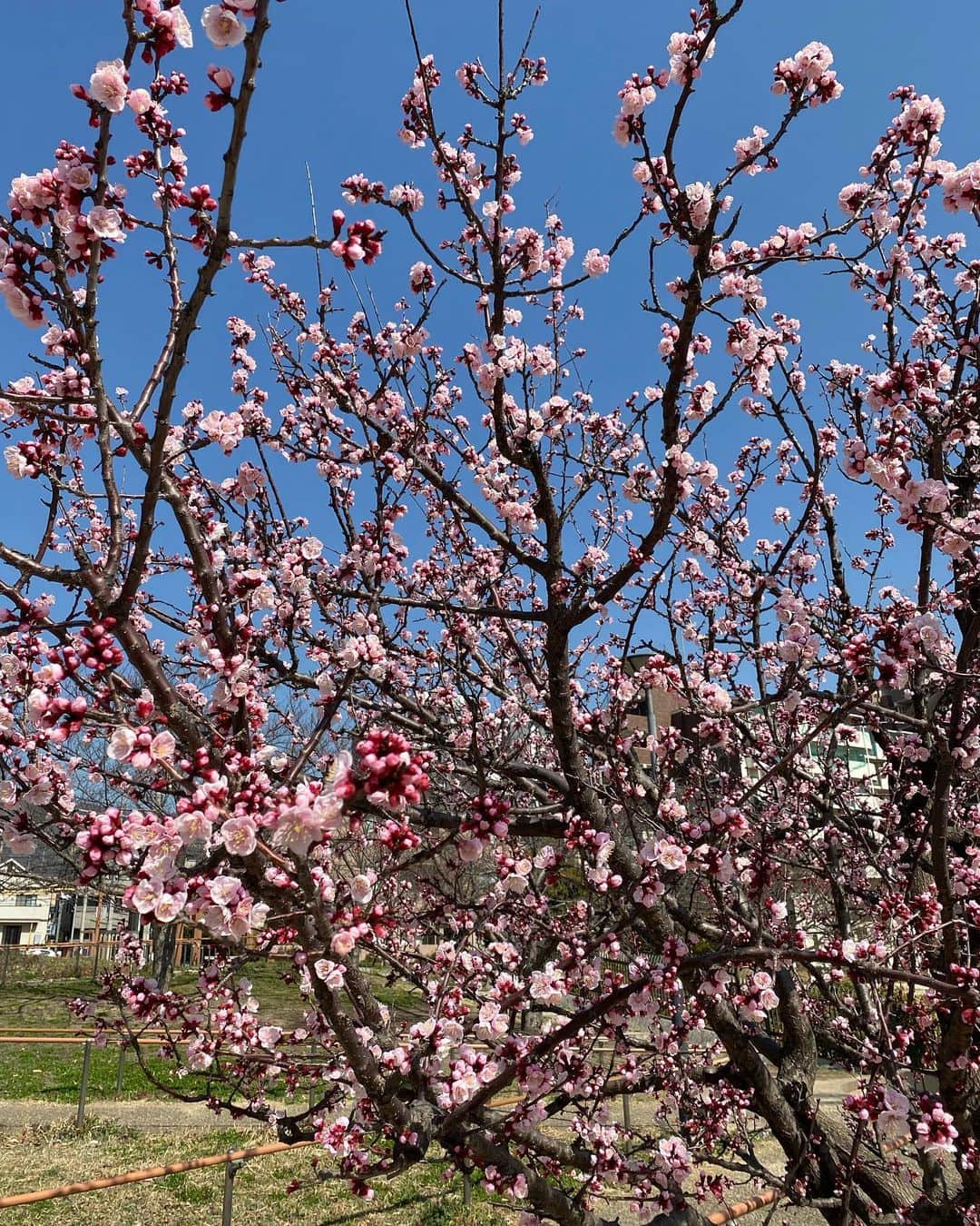 高羽そらのインスタグラム：「買い物途中の公園で杏の木にご挨拶。毎年美しい花を見せてくれる。この花を見ると、春が来たのを感じる。初夏には美味しそうな杏の実をいっぱいつけるよ☺️ #杏の花」