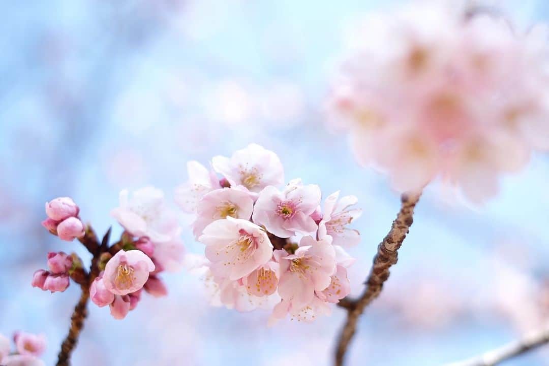 小林千鶴のインスタグラム：「今朝の散歩、桜の木に 「もう咲いてるなんて、聞いてないよ〜」と思わず話しかけた私。  全く咲いてない木が立ち並ぶ中 『私だけを見て🌸✨』 と語りかけるように 優しく、大胆に、咲く桜。  その姿に嬉しさと、毎年勝手に感じる焦り(桜が散るのがやはり毎年寂しく、１日でも1秒でも長く愛でていたいという思い)から、子どもたちのご機嫌を伺いながら、急いでシャッターを切りました。  蕾を見つけては安心する私。 まだまだ、楽しめる。 まだまだ、これから。  #桜 #sakura」