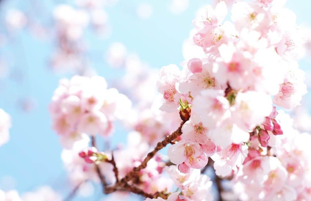 小林千鶴さんのインスタグラム写真 - (小林千鶴Instagram)「今朝の散歩、桜の木に 「もう咲いてるなんて、聞いてないよ〜」と思わず話しかけた私。  全く咲いてない木が立ち並ぶ中 『私だけを見て🌸✨』 と語りかけるように 優しく、大胆に、咲く桜。  その姿に嬉しさと、毎年勝手に感じる焦り(桜が散るのがやはり毎年寂しく、１日でも1秒でも長く愛でていたいという思い)から、子どもたちのご機嫌を伺いながら、急いでシャッターを切りました。  蕾を見つけては安心する私。 まだまだ、楽しめる。 まだまだ、これから。  #桜 #sakura」3月7日 16時19分 - 5884_chizuru