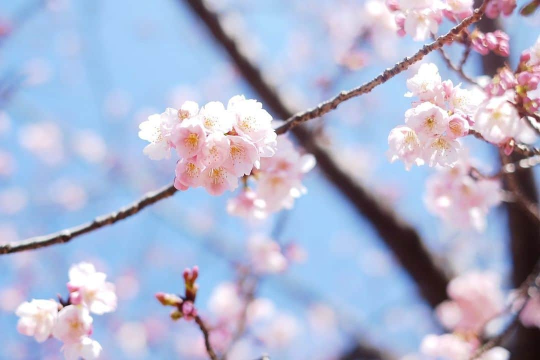 小林千鶴さんのインスタグラム写真 - (小林千鶴Instagram)「今朝の散歩、桜の木に 「もう咲いてるなんて、聞いてないよ〜」と思わず話しかけた私。  全く咲いてない木が立ち並ぶ中 『私だけを見て🌸✨』 と語りかけるように 優しく、大胆に、咲く桜。  その姿に嬉しさと、毎年勝手に感じる焦り(桜が散るのがやはり毎年寂しく、１日でも1秒でも長く愛でていたいという思い)から、子どもたちのご機嫌を伺いながら、急いでシャッターを切りました。  蕾を見つけては安心する私。 まだまだ、楽しめる。 まだまだ、これから。  #桜 #sakura」3月7日 16時19分 - 5884_chizuru