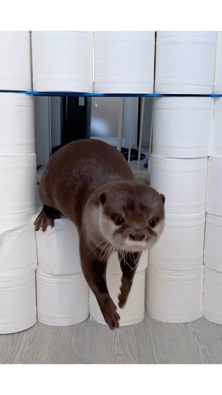 カワウソ コタロー&ハナのインスタグラム