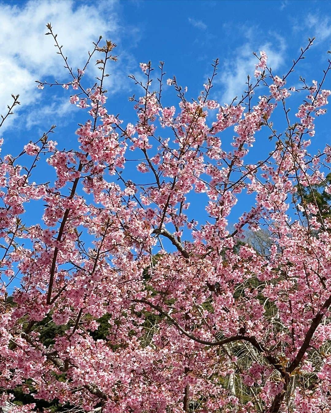 河崎良侑さんのインスタグラム写真 - (河崎良侑Instagram)「🌸 #春感じました  #spring」3月7日 17時27分 - ryosuke.kawasaki