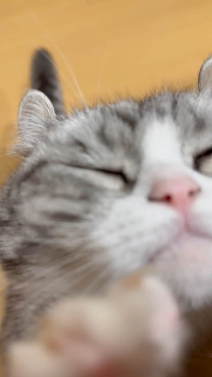 こむぎこまるのインスタグラム：「. . . とっても、とっても、遊んで欲しいコマぞう😽🐾💕 . . Komaru really wants you to play😽💕 （meow meow 🔔） . . #かなりしつこい #meowed  #cutecatcrew  #catstargram  #catsinstagram  #munchkins  #cats_of_instagram  #bestcatsclub  #猫のいる暮らし  #catloversclub  #catloversworld」