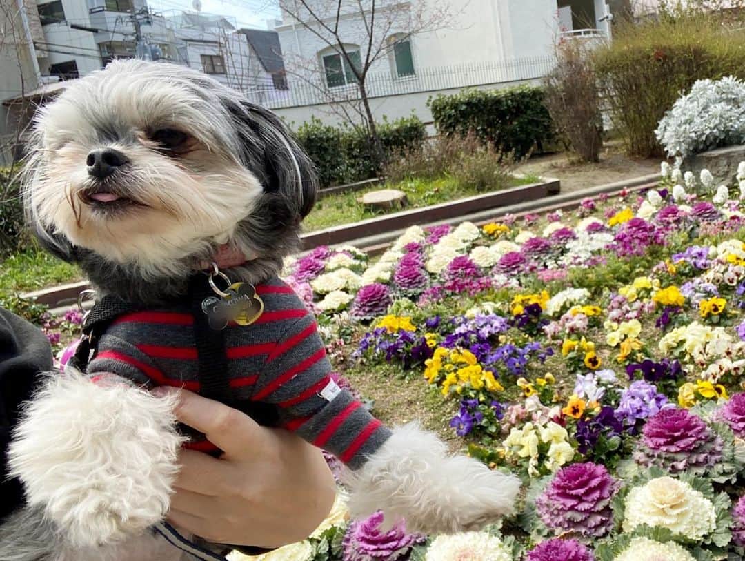 半田あかりさんのインスタグラム写真 - (半田あかりInstagram)「桜も咲き始めて🌸 もうすぐ春ですね☺️  ひじきもポカポカの陽気の中 お散歩が気持ち良さそう🍀  しかし、どこに行っても「シーズーですか？」と聞かれる😂  #チワプー　#ちわぷー　#ミックス犬　#みっくす犬　#MIX犬　#mix犬　#アンダーショット　#アンダーショット犬　#犬　#いぬすたぐらむ　#２歳　　#女の子　 #ひじき」3月7日 19時49分 - handaakari