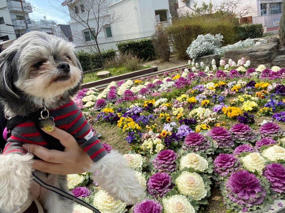 半田あかりさんのインスタグラム写真 - (半田あかりInstagram)「桜も咲き始めて🌸 もうすぐ春ですね☺️  ひじきもポカポカの陽気の中 お散歩が気持ち良さそう🍀  しかし、どこに行っても「シーズーですか？」と聞かれる😂  #チワプー　#ちわぷー　#ミックス犬　#みっくす犬　#MIX犬　#mix犬　#アンダーショット　#アンダーショット犬　#犬　#いぬすたぐらむ　#２歳　　#女の子　 #ひじき」3月7日 19時49分 - handaakari