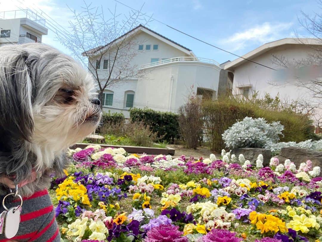 半田あかりさんのインスタグラム写真 - (半田あかりInstagram)「桜も咲き始めて🌸 もうすぐ春ですね☺️  ひじきもポカポカの陽気の中 お散歩が気持ち良さそう🍀  しかし、どこに行っても「シーズーですか？」と聞かれる😂  #チワプー　#ちわぷー　#ミックス犬　#みっくす犬　#MIX犬　#mix犬　#アンダーショット　#アンダーショット犬　#犬　#いぬすたぐらむ　#２歳　　#女の子　 #ひじき」3月7日 19時49分 - handaakari