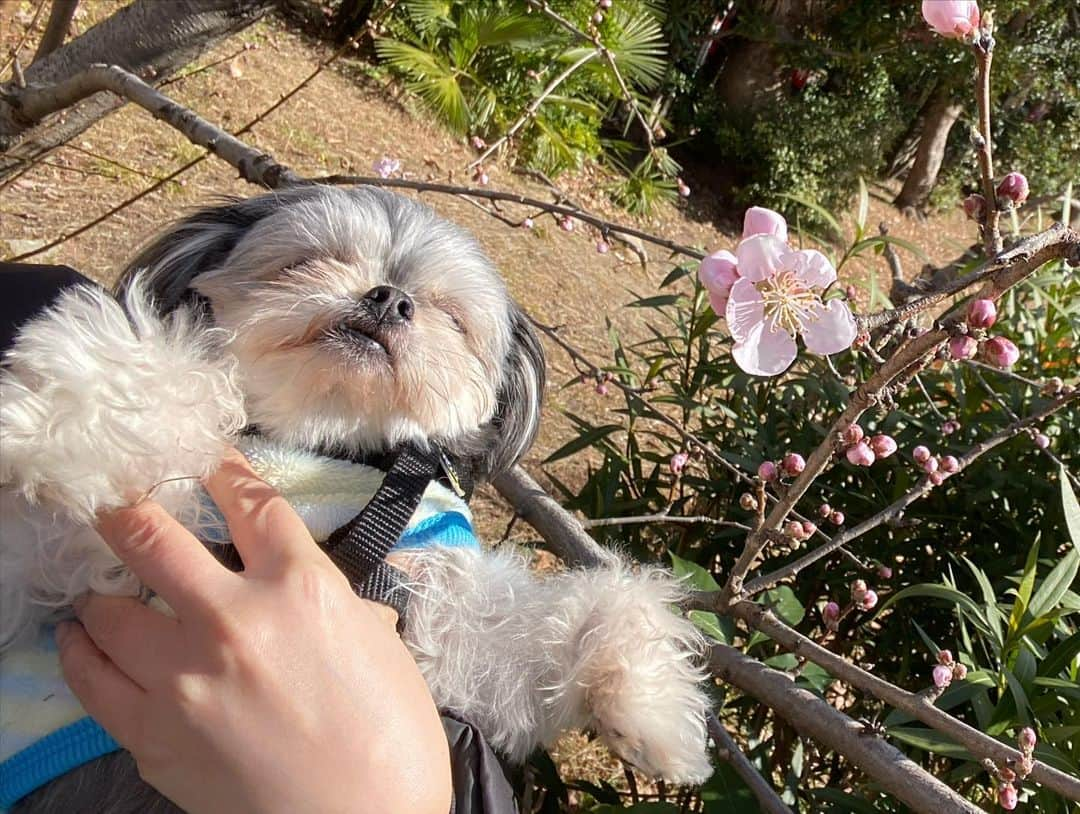 半田あかりのインスタグラム：「桜も咲き始めて🌸 もうすぐ春ですね☺️  ひじきもポカポカの陽気の中 お散歩が気持ち良さそう🍀  しかし、どこに行っても「シーズーですか？」と聞かれる😂  #チワプー　#ちわぷー　#ミックス犬　#みっくす犬　#MIX犬　#mix犬　#アンダーショット　#アンダーショット犬　#犬　#いぬすたぐらむ　#２歳　　#女の子　 #ひじき」