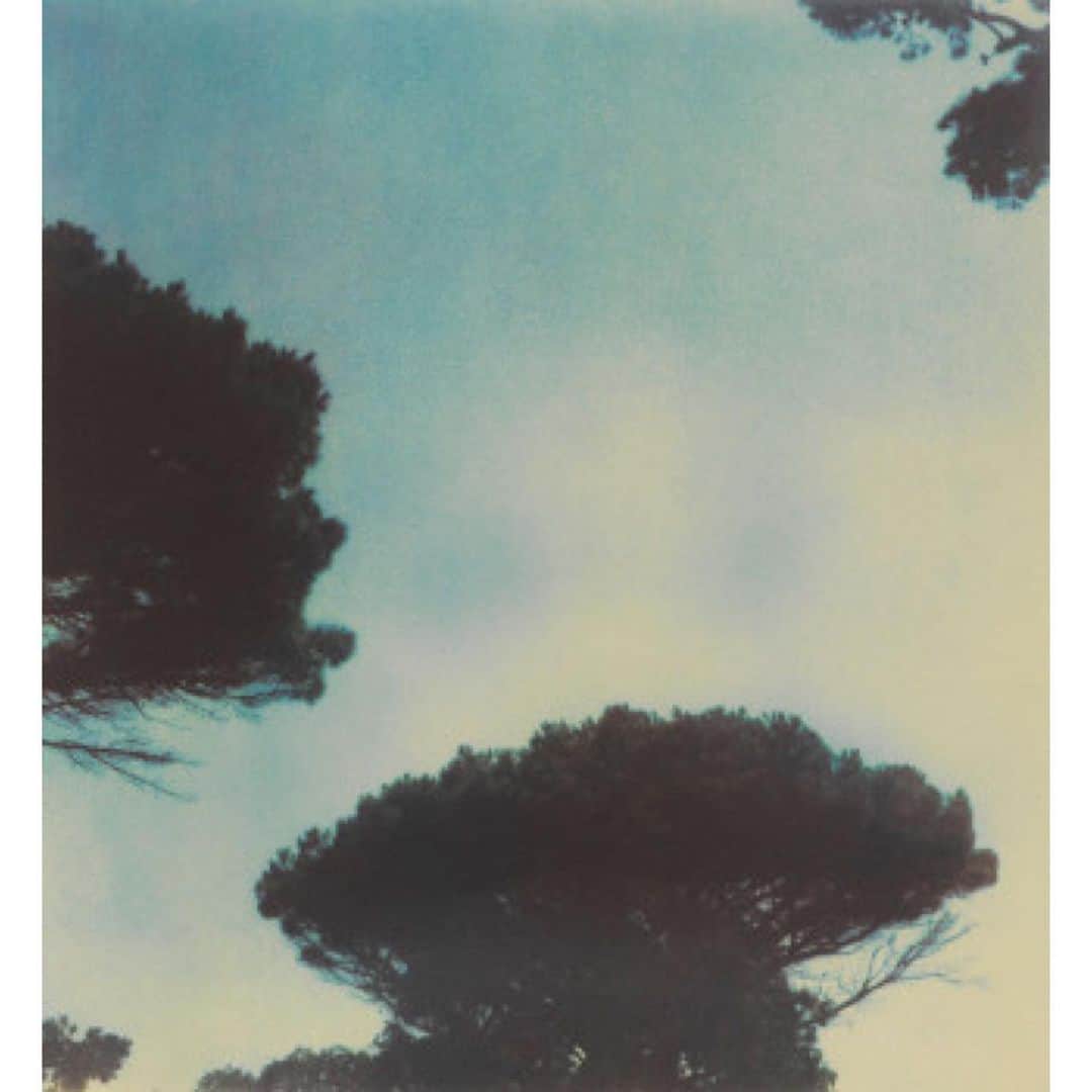 THE ROWのインスタグラム：「Cy Twombly; ‘Trees’, 1994」