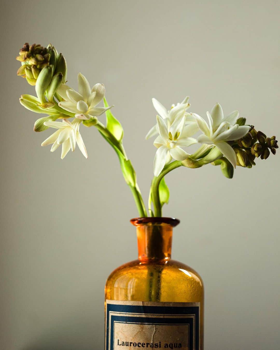 増田由希子さんのインスタグラム写真 - (増田由希子Instagram)「I love these fragrant flowers 💐  #tuberose #daffodils #Narcissus #hyacinth #sweetpea #anemone   香り高い花々を束ねました。 どの花よりも優れた芳香を放っているのは、沖縄産のチューベローズ。夜になると一層香りが強くなることから、月下香とも呼ばれています。 #NHK文化センター青山教室今月の花   NHK文化センター4月期講座の募集が始まりました。詳細は、HPをご参照ください。」3月7日 20時22分 - nonihana_