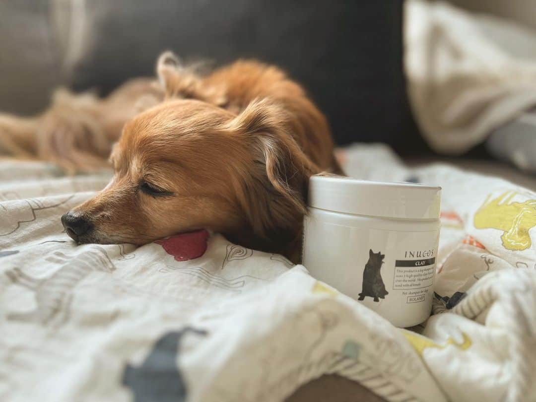 大石ほのかのインスタグラム：「犬用シャンプー🐶  とってもクリーミーでしっとりでした♪ 乾かすとしっとりまとまる感じ♡  柑橘系のいい香りがして🍊 ずっと嗅いでいたくなる♡   PR@inucos_official_jp #イヌコス #愛犬グッズ #犬用シャンプー #犬シャンプー #犬のお手入れ #犬のケア #わんこのいる暮らし #inucos」