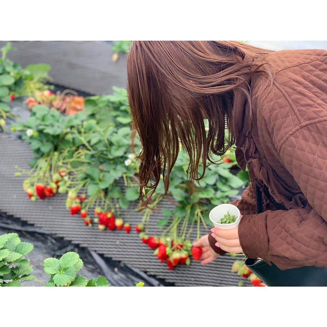 森下花音さんのインスタグラム写真 - (森下花音Instagram)「・ ゼミのみんなと先生と、 栃木へ日帰り旅行に行きました🚄  いちご狩りではとちおとめを大量にたべました！🍓  白色のミルキーベリーは初めて！ 濃厚な味でした☁️  かなりハードなアスレチックもしたので、また投稿します📸  #いちご狩り#いちご#とちおとめ#栃木#栃木観光#いちご狩り栃木#ミルキーベリー#白い苺#イエベ春#春旅行#ゼミ旅行#ゼミ#カメラ#strawberry#camera#photooftheday#instagood」3月7日 20時38分 - non_flower_528