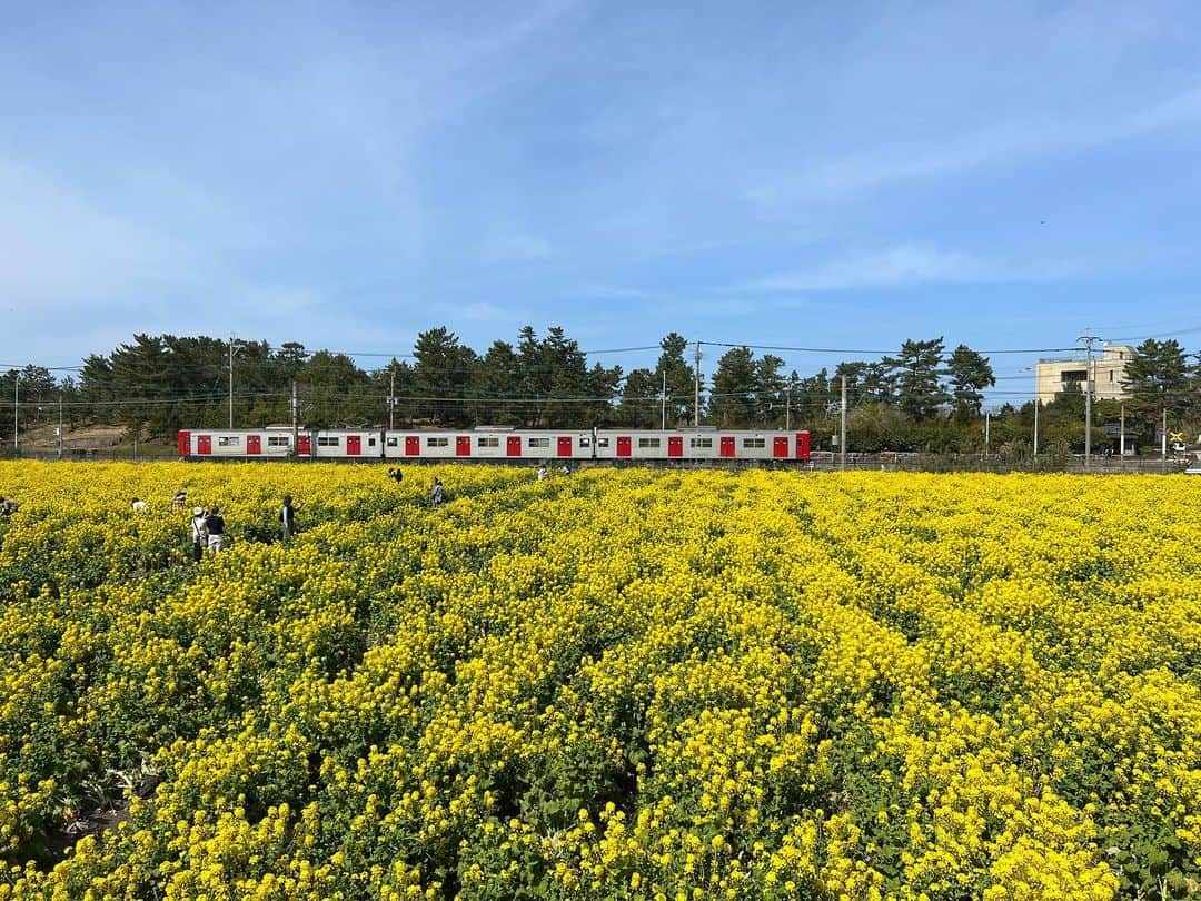 井口謙のインスタグラム：「． 糸島市二丈にある#福ふくの里 目の前には35000本の菜の花が今まさに満開で見頃を迎えています。  その綺麗な黄色もさることながら、タイミングが合えばJR筑肥線の列車とセットで写真を撮ることも…！！  生放送で挑戦しました。 難しかったです。  タイミングがダメだった時用の演出も練習しました。 スベりました。 難しかったです。  3月いっぱいは見頃！！ 向かいの直売所でも、鮮度抜群の魚介や野菜を購入してお家でも楽しんでみてください✌️  #菜の花の摘み放題もあります(110円) #天ぷらやわさび和えに #最高のつまみでした🍺  #ふくふくの里 #菜の花#なのはなばたけ #菜の花畑 #JR筑肥線#筑肥線とともに」