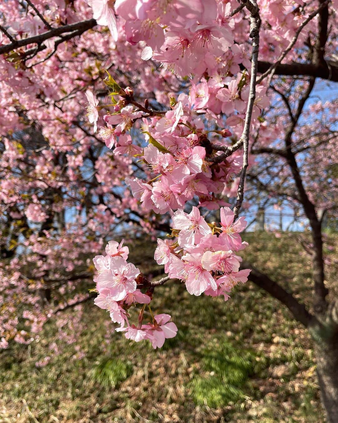 神田希未菜さんのインスタグラム写真 - (神田希未菜Instagram)「. 最近買ったデニムの形がお気に入り👖♡ @levis_japan   カフェの近くに桜が咲いてて 春感じられたな〜🌸1番好きな季節🌞  写真関係ないけど日曜日のフリマイベント 産後初、皆さんに会える機会ができて嬉しい♡ 楽しみです🫶🏻」3月7日 20時48分 - ___kimi3___